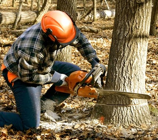 Tree Removal in Apple Springs, TX